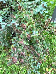 Spiraea chamaedryfolia