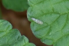 Eupteryx decemnotata