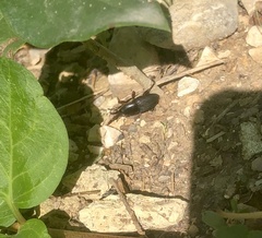 Scyphophorus acupunctatus