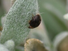 Scymnus rubromaculatus