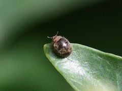 Rhyzobius lophanthae