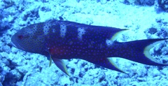 Variola louti