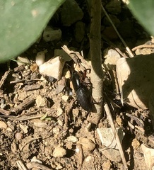 Scyphophorus acupunctatus