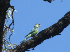 Barnardius zonarius barnardi