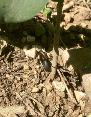 Scyphophorus acupunctatus