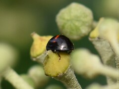 Chilocorus bipustulatus