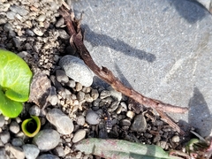 Coccinella undecimpunctata