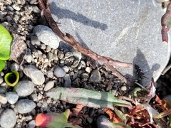 Coccinella undecimpunctata