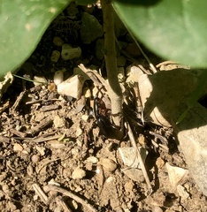 Scyphophorus acupunctatus