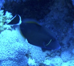 Sufflamen albicaudatum