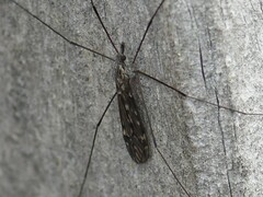 Tipula confusa