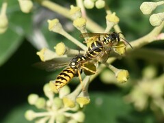 Vespula germanica