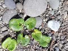 Calystegia soldanella