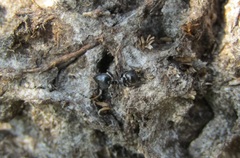 Crematogaster peringueyi