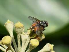 Musca autumnalis
