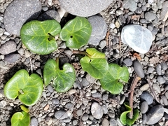 Calystegia soldanella