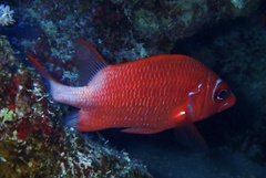 Sargocentron caudimaculatum