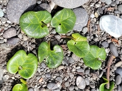 Calystegia soldanella