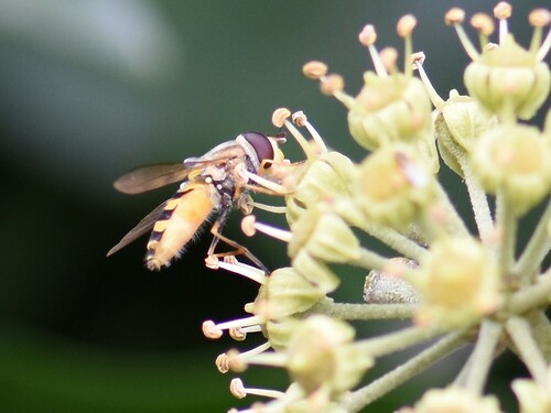 Hairy-eyed Flower Fly, Groesbeek, Nederland, photo 8 of 10