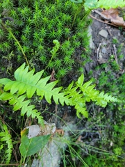 Polypodium vulgare