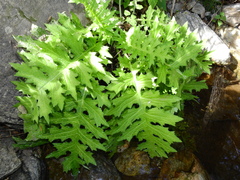 Cirsium alsophilum