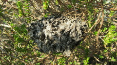 Crematogaster peringueyi