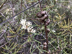 Hakea rugosa