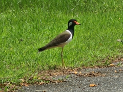 Vanellus indicus atronuchalis