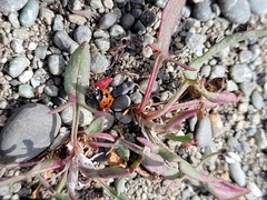 Coccinella undecimpunctata