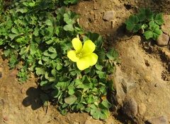 Oxalis compressa