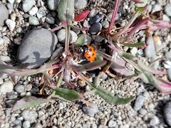 Coccinella undecimpunctata