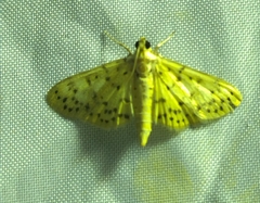 Conogethes punctiferalis