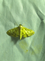 Conogethes punctiferalis