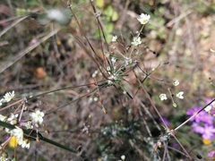 Pharnaceum aurantium