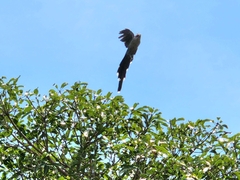 Phaenicophaeus tristis