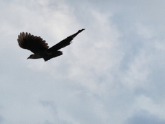 Phaenicophaeus tristis