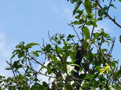 Phaenicophaeus tristis