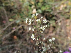 Pharnaceum aurantium