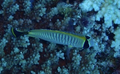 Chaetodon trifascialis