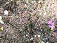 Pharnaceum aurantium