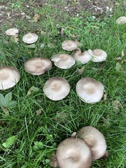Agaricus sylvaticus