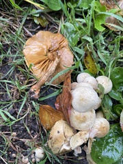 Pholiota terrestris