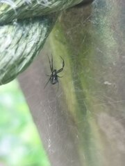 Nephilengys malabarensis