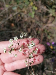 Pharnaceum aurantium