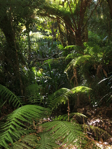 Dicksonia herbertii observed 2019-08-23