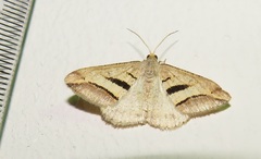 Chiasmia observata