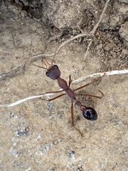 Myrmecia