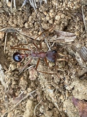 Myrmecia