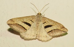 Chiasmia observata