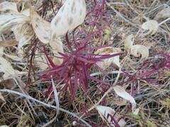 Dracocephalum ruyschiana